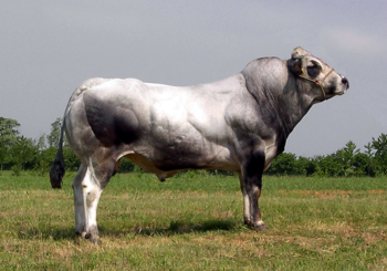 piedmontese cattle breeds meat cow bull breed standards milk piedmont italy association states united adrian wishlist turns science class mini